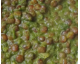 Curry de lentilles