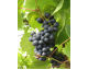 Raisin Rondo 1kg