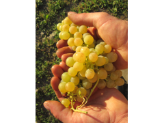 Raisin Candin 1kg