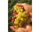 Raisin blanc 1kg