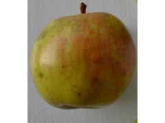 pomme DELESTRE OU STE GERMAINE 5 kgs pomme DELESTRE OU STE GERMAINE 5 kgs