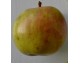 pomme DELESTRE OU STE GERMAINE 1 kg