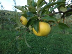 pomme LAFAYETTE 5 kgs