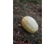 Courge spaghetti  + 2 kilo