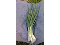 Oignon blanc botte