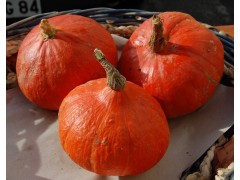 Courge Potimarron ~ 1.6 kilo
