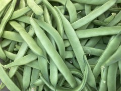 Haricot plat vert Haricot plat vert