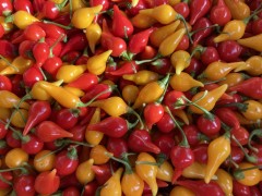 Piment Buiquinho jaune et rouge