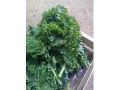 Chou Kale vert Chou Kale vert