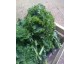 Chou Kale vert
