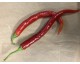 Piment rouge Guindilla Piment rouge Guindilla