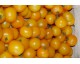 Tomate jaune "Yellow perfection"