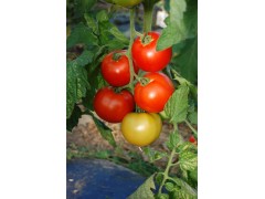 Tomate ronde rouge