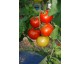 Tomate ronde rouge